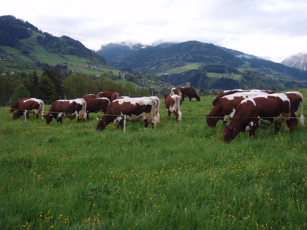 Palfnerhof Appartements Sankt Johann im Pongau Exteriör bild