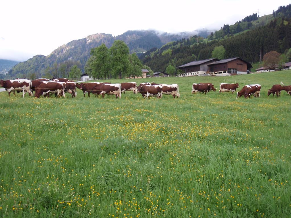 Palfnerhof Appartements Sankt Johann im Pongau Exteriör bild