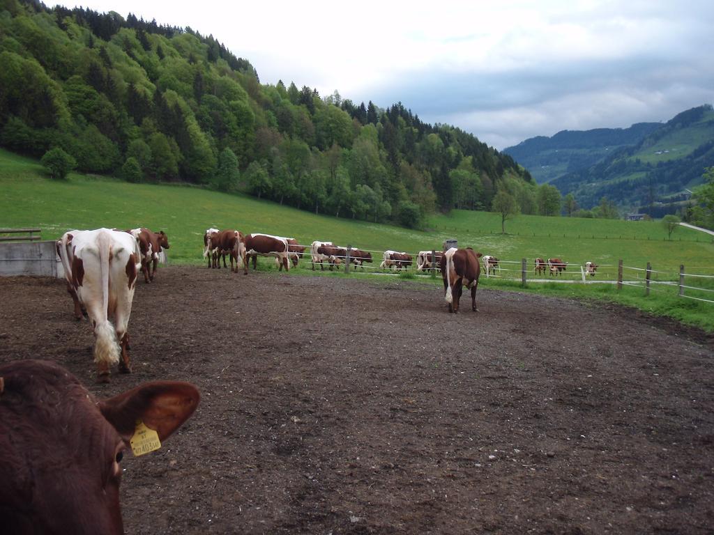 Palfnerhof Appartements Sankt Johann im Pongau Exteriör bild